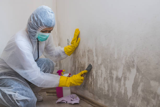 Best Commercial Mold Remediation in Wauwatosa, WI