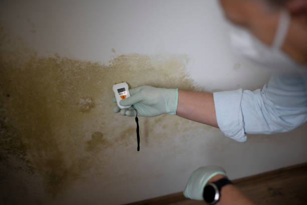 Best Residential Mold Remediation in Wauwatosa, WI
