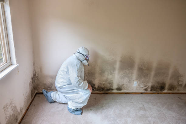 Best Post-Flood Mold Remediation in Wauwatosa, WI